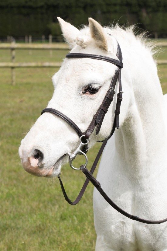 EB Narrow Pony  Bridle