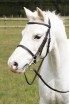 EB Narrow Pony  Bridle