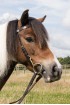 Black Work Exercise Bridle