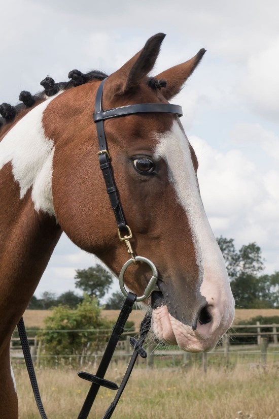 Black Work Exercise Bridle