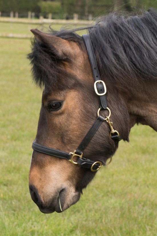 EB Pony Leather Headcollar